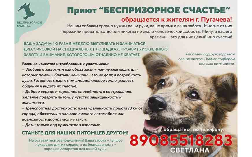 Приют &quot;Беспризорное счастье&quot; обращается к жителям города Пугачева!.