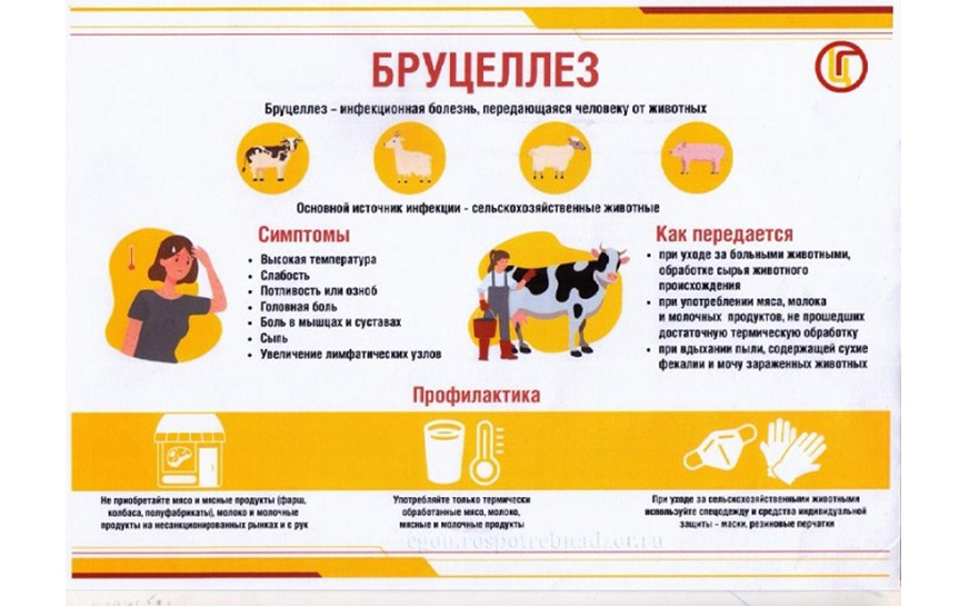 Бруцеллёз – хронически протекающее заболевание общее для человека и животных..