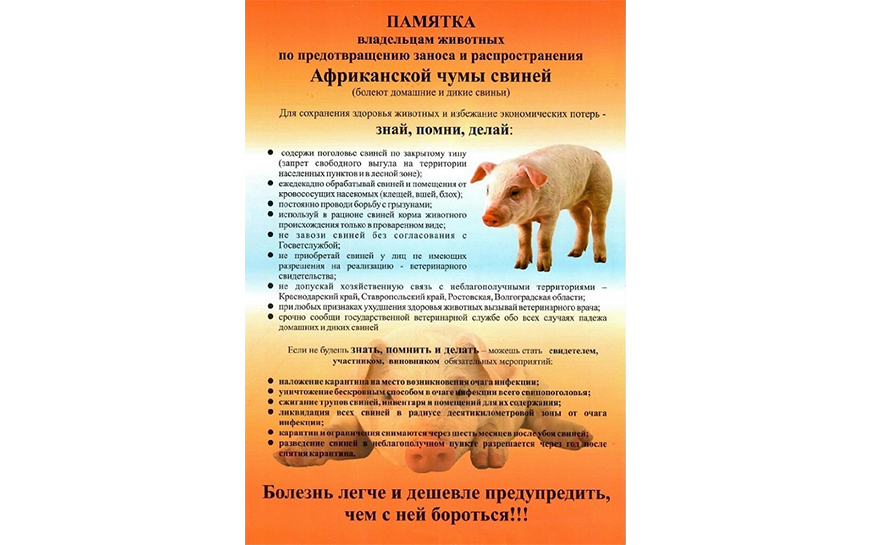 В Саратовской области выявлен очаг африканской чумы свиней и объявлен карантин..
