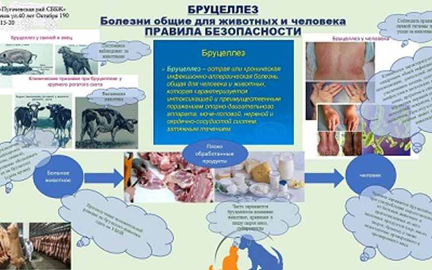 Бруцеллёз – хронически протекающее заболевание общее для человека и животных..