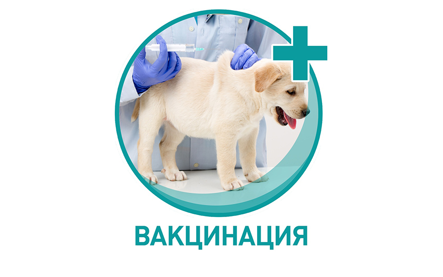 Вакцинация кошек и собак.