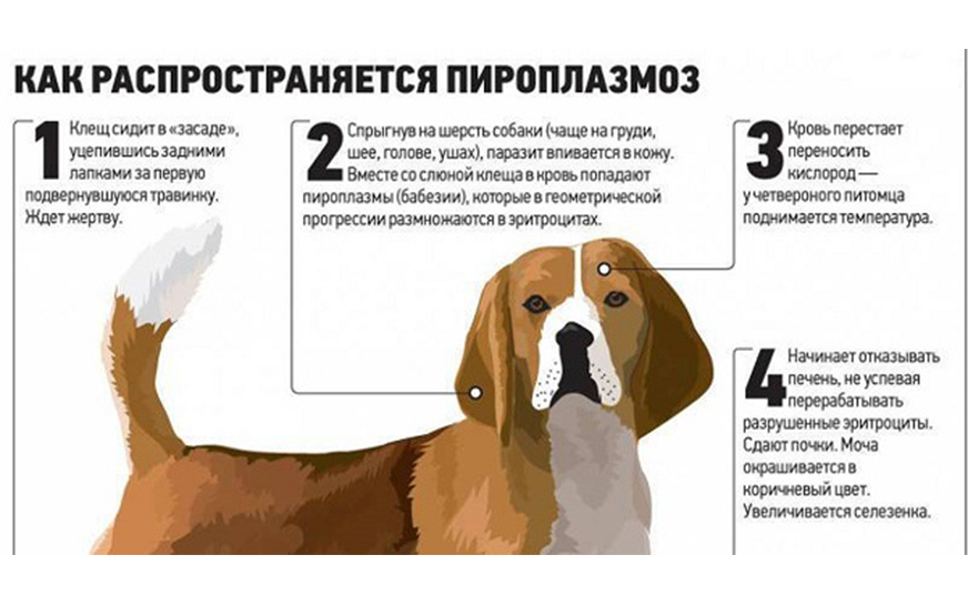 Пироплазмоз (бабезиоз)— заболевание собак, вызываемое простейшими паразитами..