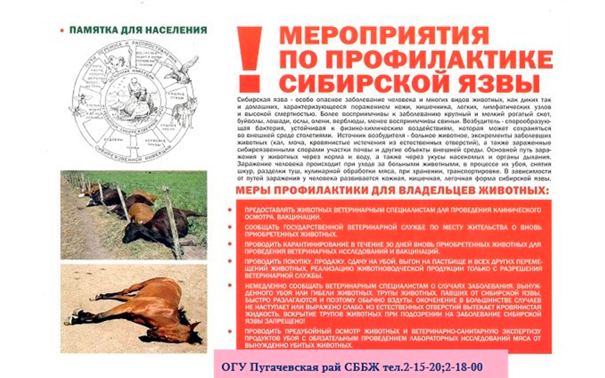 Сибирская язва..