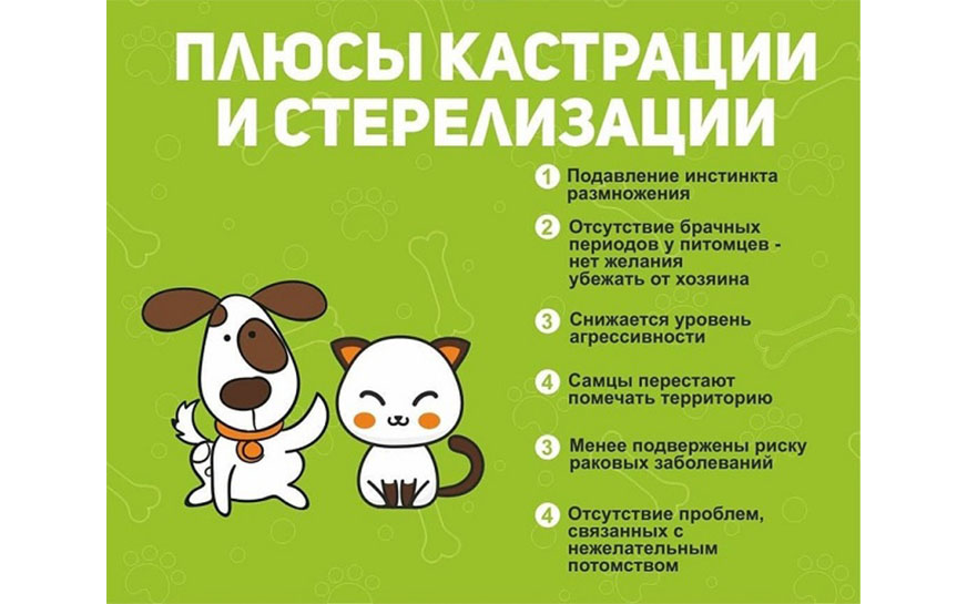 Зачем и когда кастрировать или стерилизовать кошек?.
