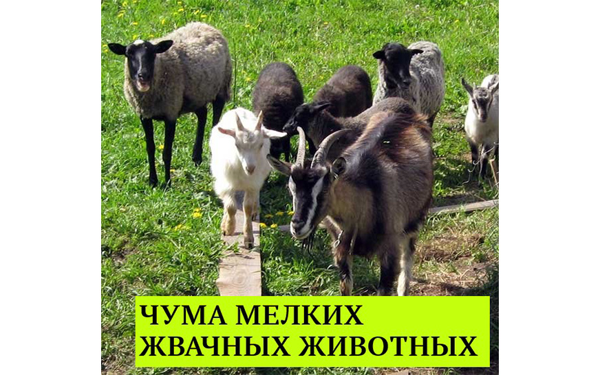 Чума мелких жвачных животных.