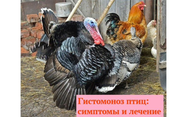 Гистомоноз птиц: симптомы и лечение. Гистомоноз птиц: симптомы и лечение.