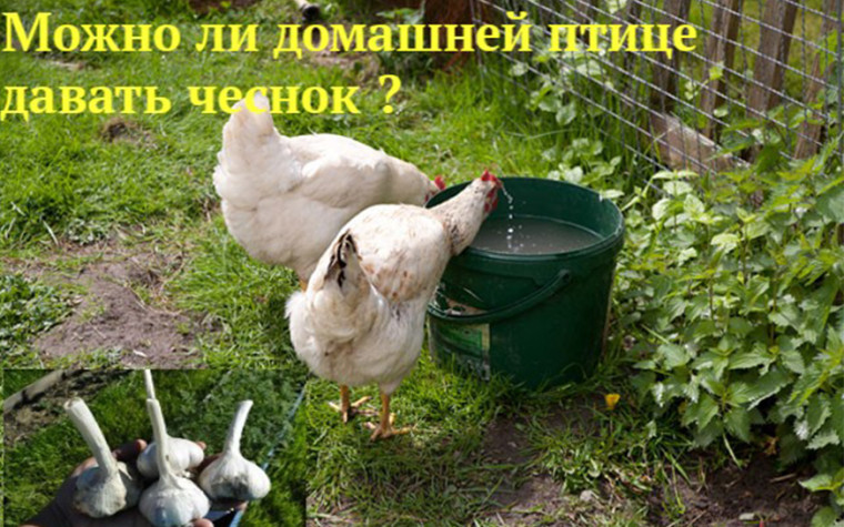 Давайте начнем с самого начала: что такое чеснок?. Давайте начнем с самого начала: что такое чеснок?.
