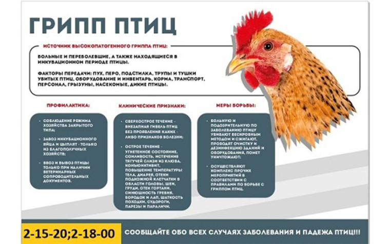 Перелётный птичий грипп. Перелётный птичий грипп.