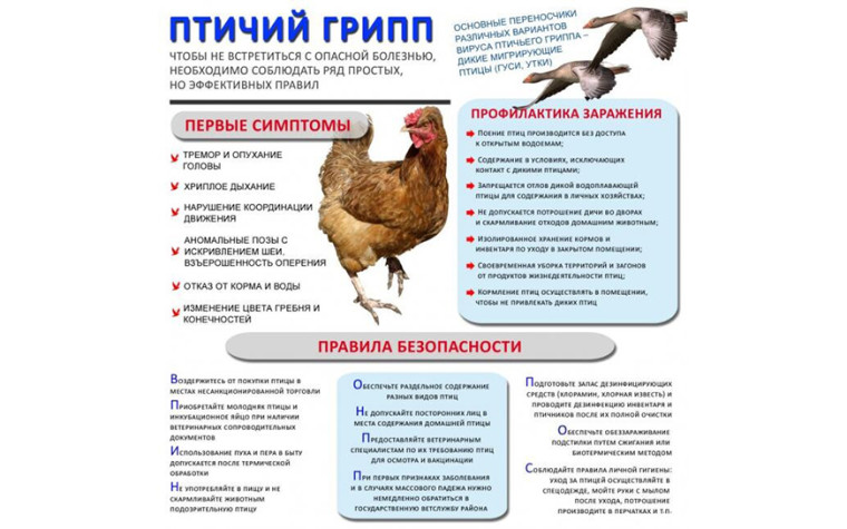 Птичий грипп. Птичий грипп.