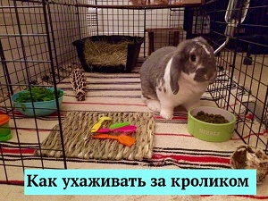 Символом нового года по восточному календарю стал Черный Водяной Кролик. Символом нового года по восточному календарю стал Черный Водяной Кролик.