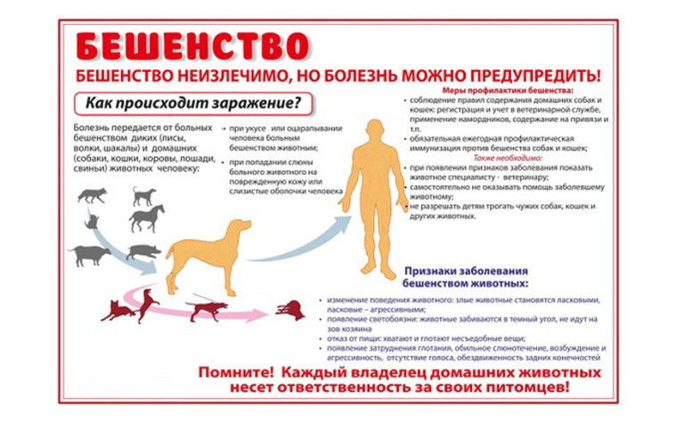 Какие меры необходимо соблюдать, чтобы уберечь себя от заболевания бешенством?. Какие меры необходимо соблюдать, чтобы уберечь себя от заболевания бешенством?.